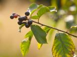 Alder buckthorn - Anne Tanne